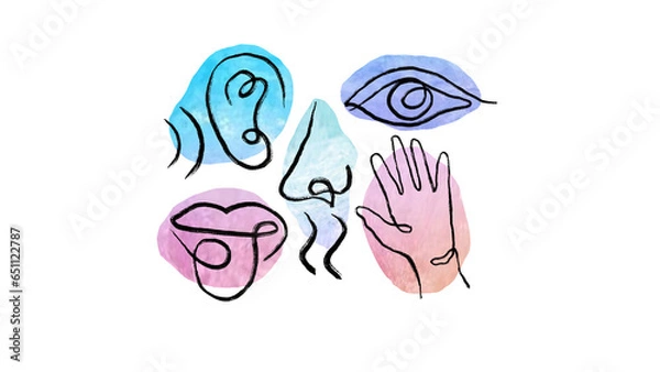 Fototapeta Grunge line drawing of 5 senses on 5 different watercolor spots background
命名的作品