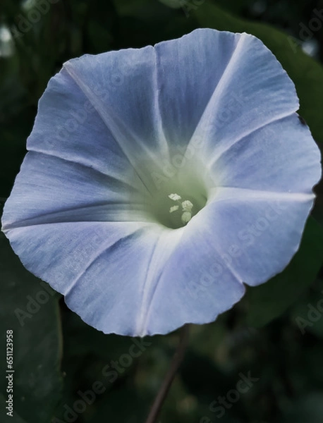 Obraz flower in the garden