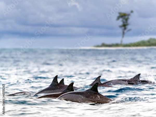 Obraz Spinner dolphins