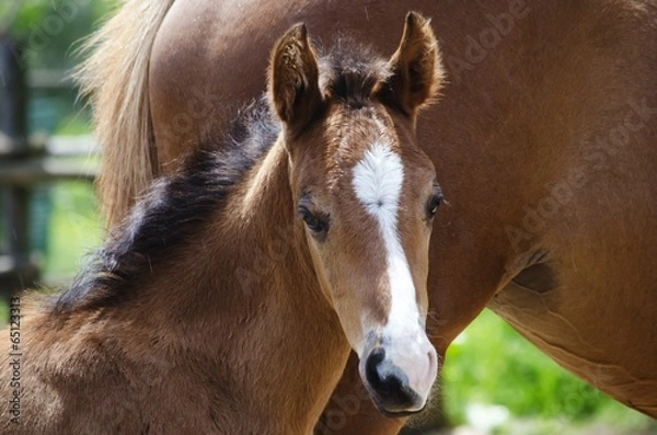 Obraz Horse Foal