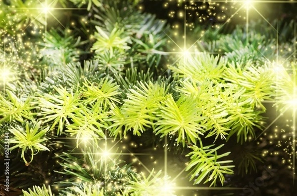 Fototapeta Christmas Green Pine Tree Background