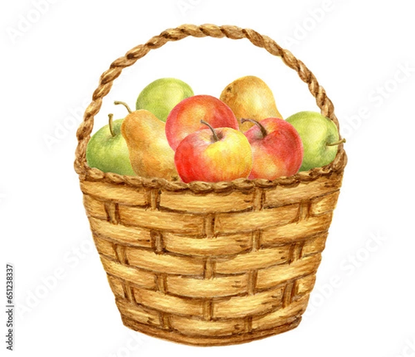 Obraz Basket with apple and pear fruits. Thanksgiving or Harvest Day card design. Watercolor drawing.