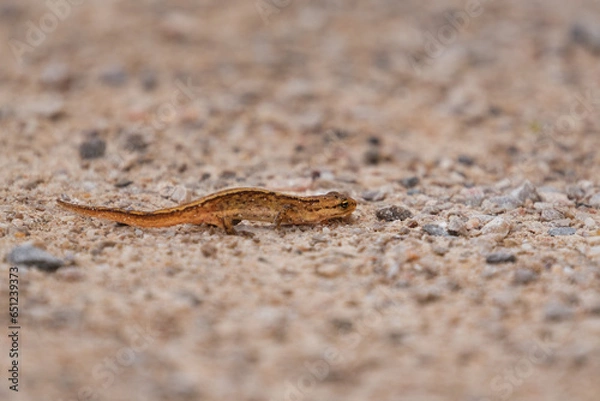 Fototapeta Newt on the sand