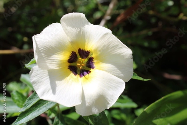 Obraz white and yellow flower