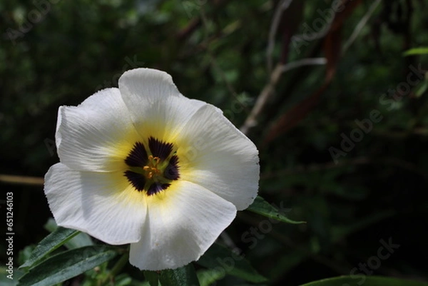 Obraz white and yellow flower