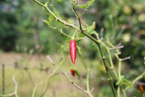 Obraz red chili pepper
