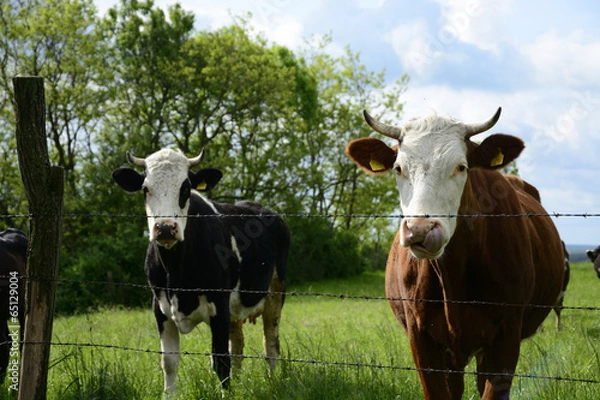 Fototapeta Beautiful cows on a green field