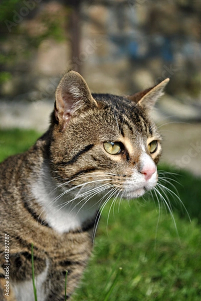 Obraz A cat posing in the yard
