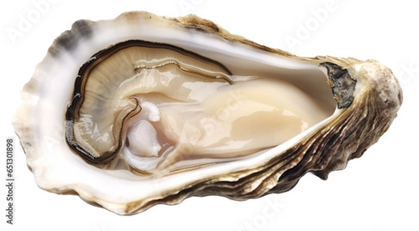 Obraz Fresh raw oysters on transparent background.