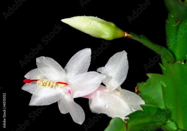 Obraz Flower and bud