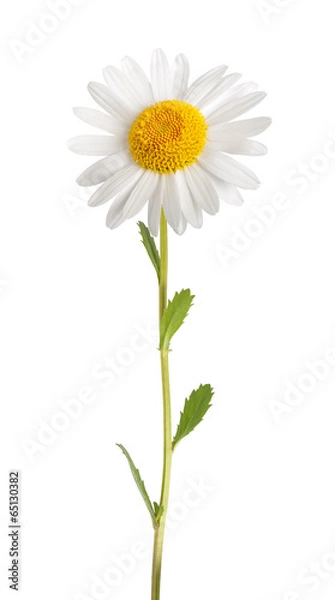 Obraz Biała Daisy
