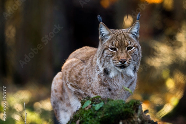 Obraz Close-up portrait of an Eurasian Lynx in forest (Lynx lynx)