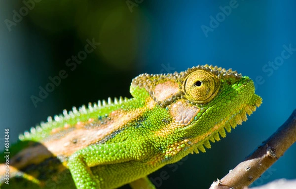 Obraz Camo Chameleon