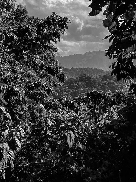 Obraz tree in the fog