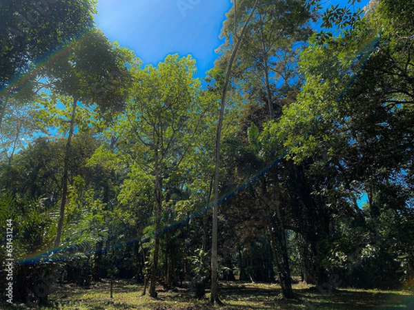 Obraz trees in the forest