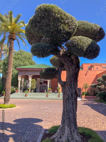 Obraz tree in the park