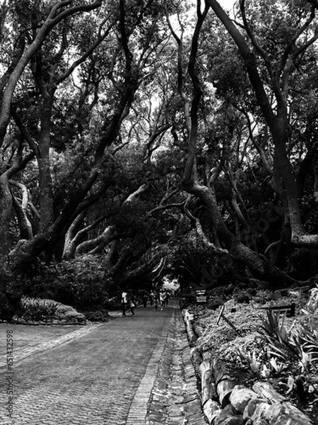 Obraz park in winter