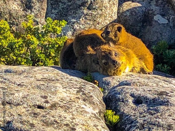 Obraz tiger in the wild