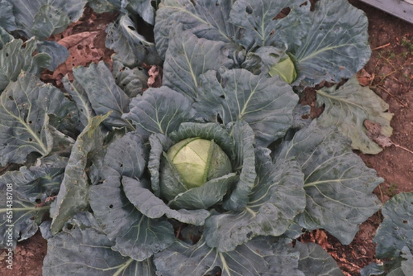 Fototapeta cabbage in the garden