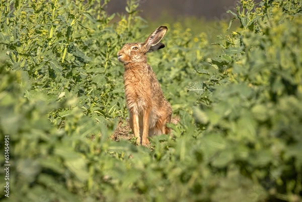 Obraz rabbit in the grass