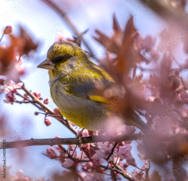 Fototapeta robin on branch