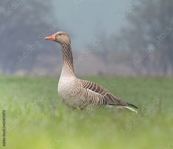Fototapeta goose on the grass