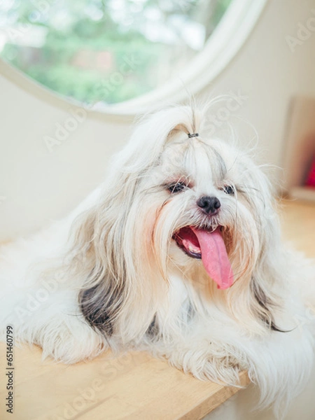 Fototapeta Close-up of cute furry white Shih Tzu with its tongue hanging out