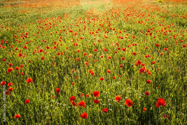 Obraz Poppies