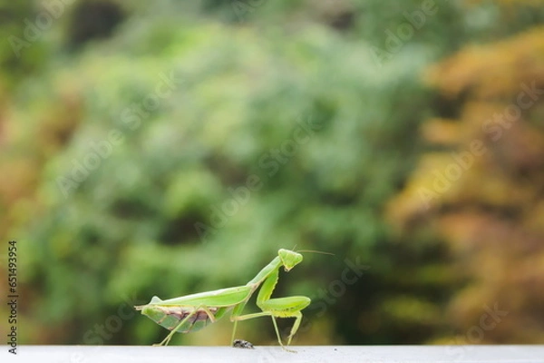 Obraz 祈りの姿勢で静かに待つカマキリ