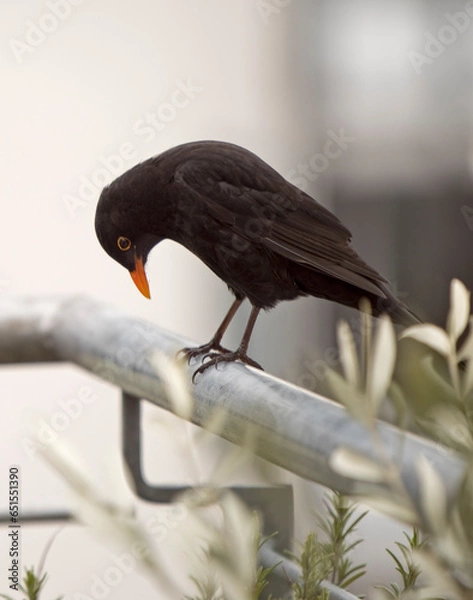 Obraz red winged blackbird