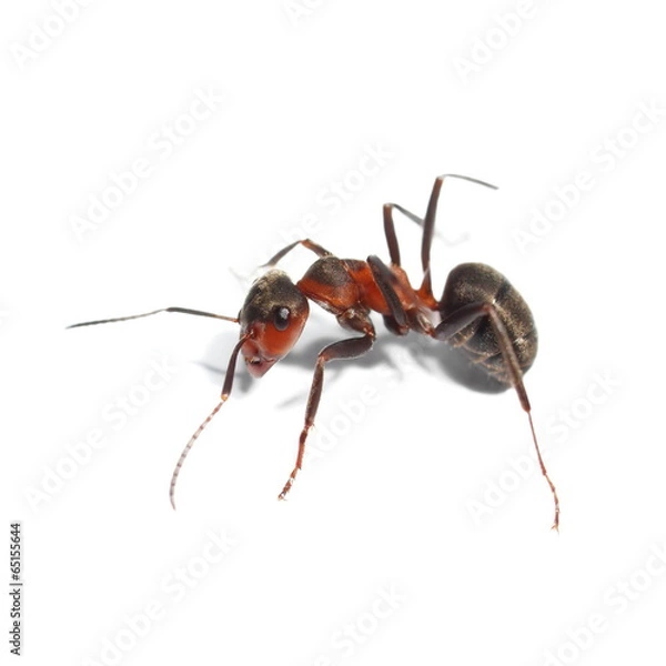 Fototapeta red ant isolated on white background