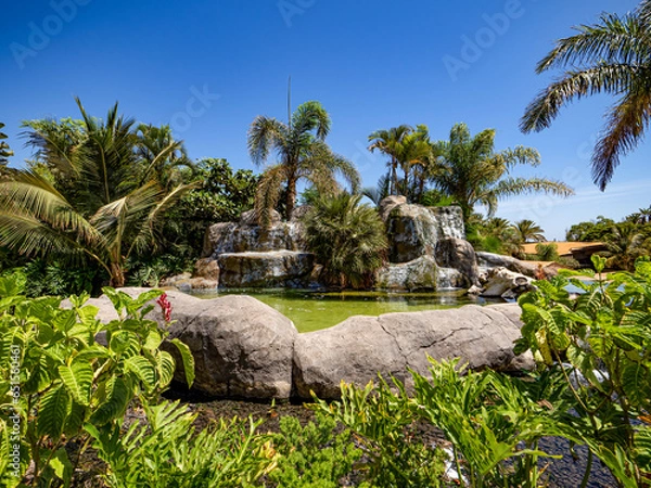 Fototapeta Palm trees and cactus at the Oasis Wildlife in Fuerteventura