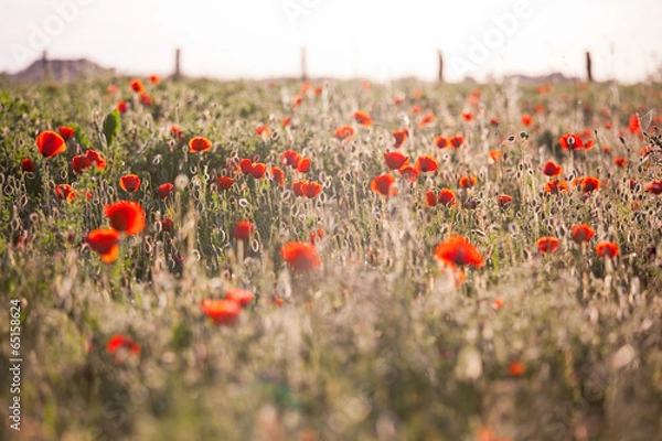 Obraz Fleur de printemps et coquelicots