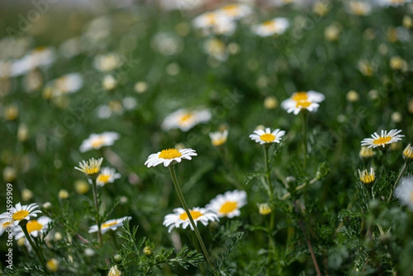 Obraz Campo de margaritas