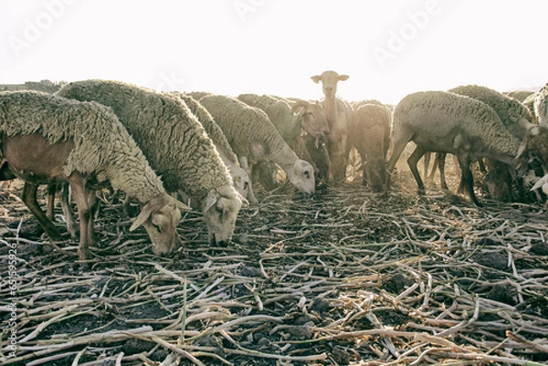 Obraz Ovejas pastando