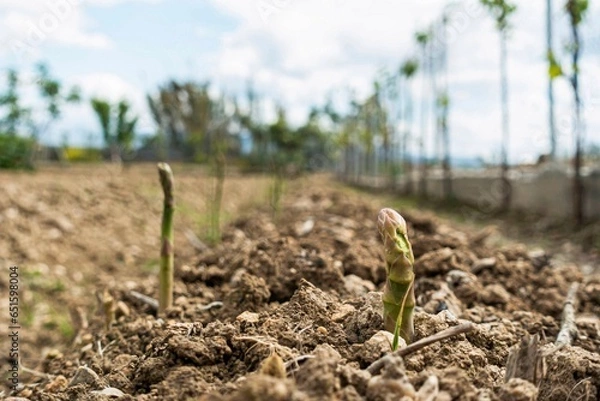 Obraz ESPARRAGOS EN LA VEGA