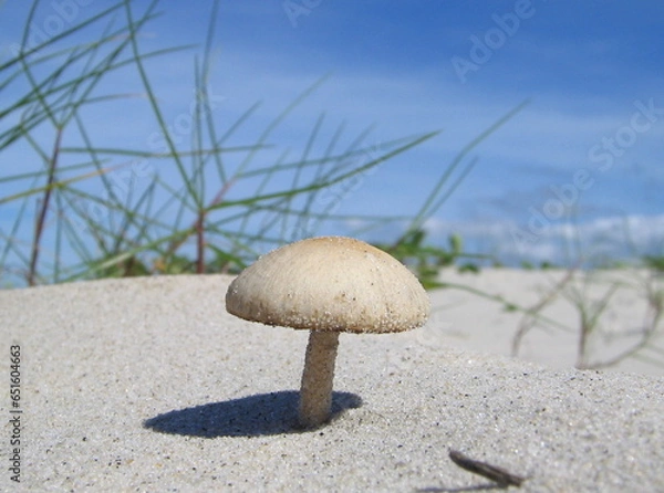 Obraz mushroom on the beach