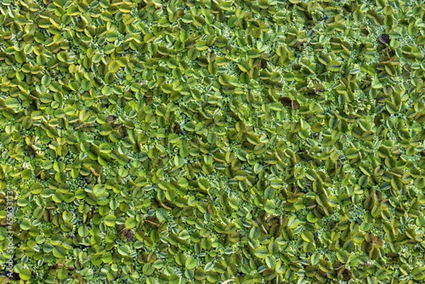 Obraz Water plant background