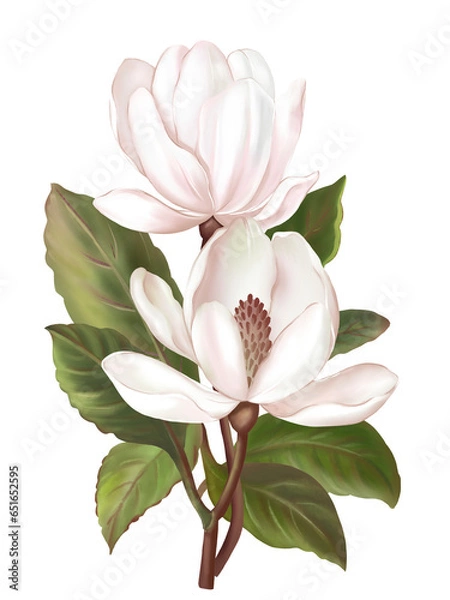 Fototapeta Hand draw and paint a branch of Magnolia flowers, soft pink and white color, illustration image.