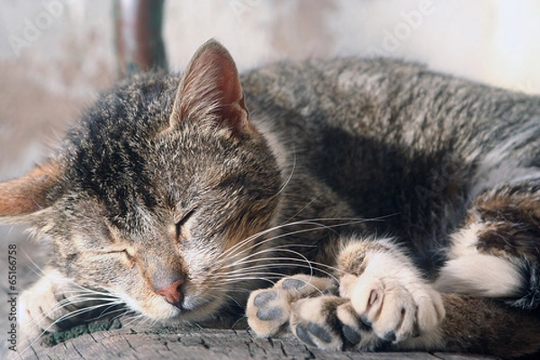 Fototapeta asleep cat