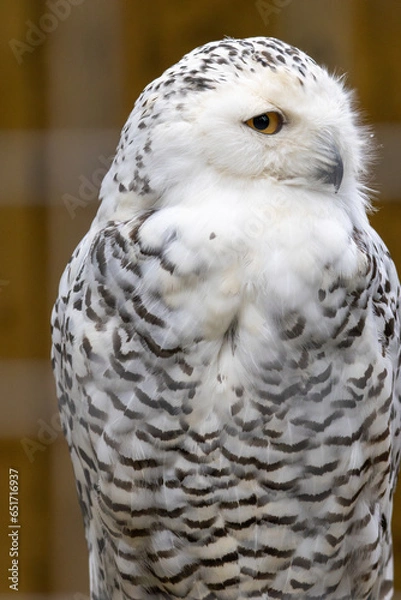 Obraz great grey owl