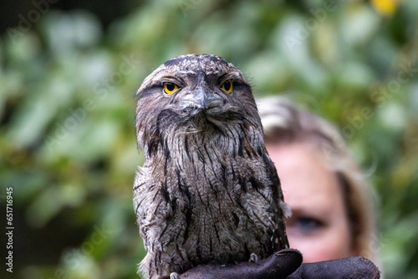 Obraz eagle owl portrait