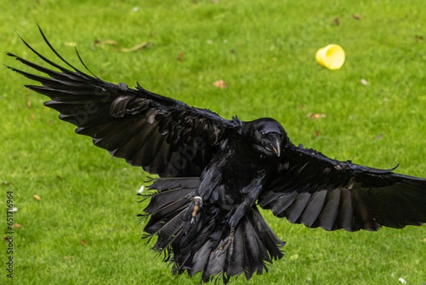 Obraz raven on the ground