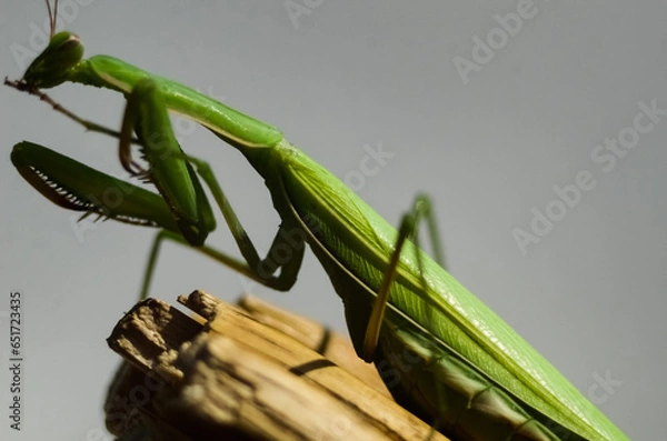 Fototapeta Praying Mantis (Mantis religiosa) on gray background, closeup of photo. Macro shot.