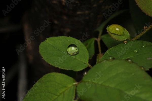 Obraz water drops macro photo on grass