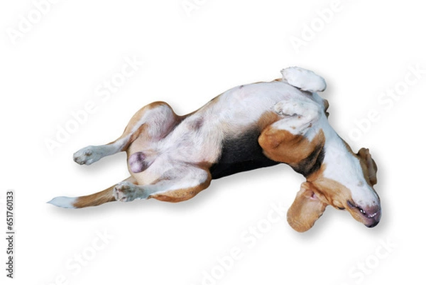 Fototapeta A cute tri-color beagle dog lying isolated on white background. Include clipping path.
