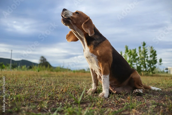 Fototapeta A tri-color beagle dog howling while sitting on the field.