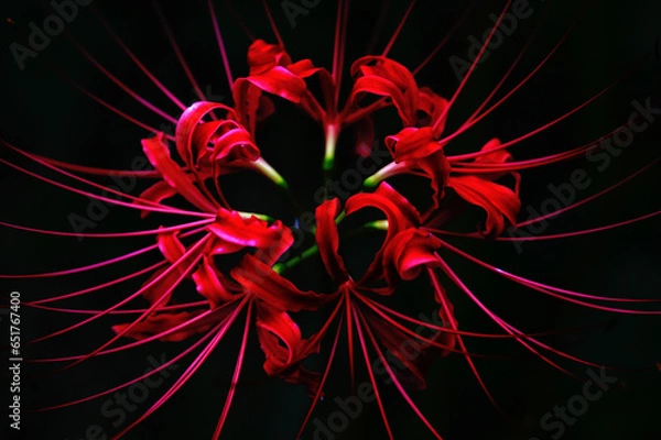 Obraz ヒガンバナ