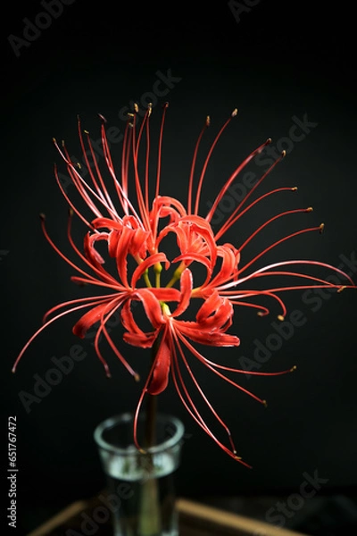 Obraz ヒガンバナ