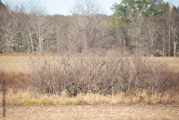 Obraz Thicket in Agricultural Field